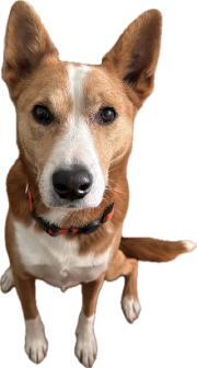 Roscoe